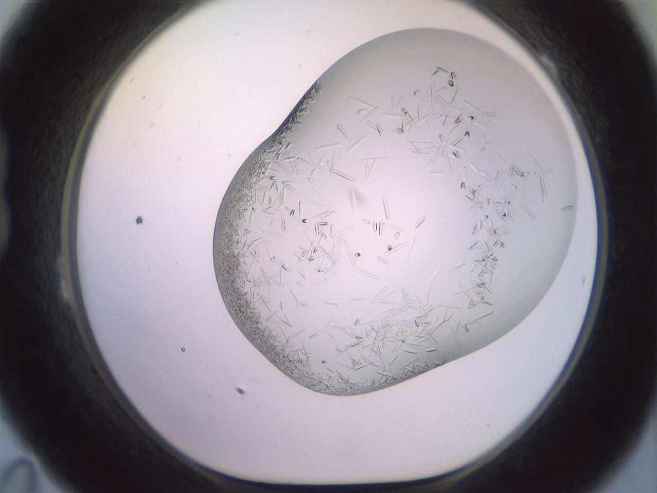 folderID559_plateID2559_batchID12940_wellNum23_profileID1_d1_r195989_ef.jpg
