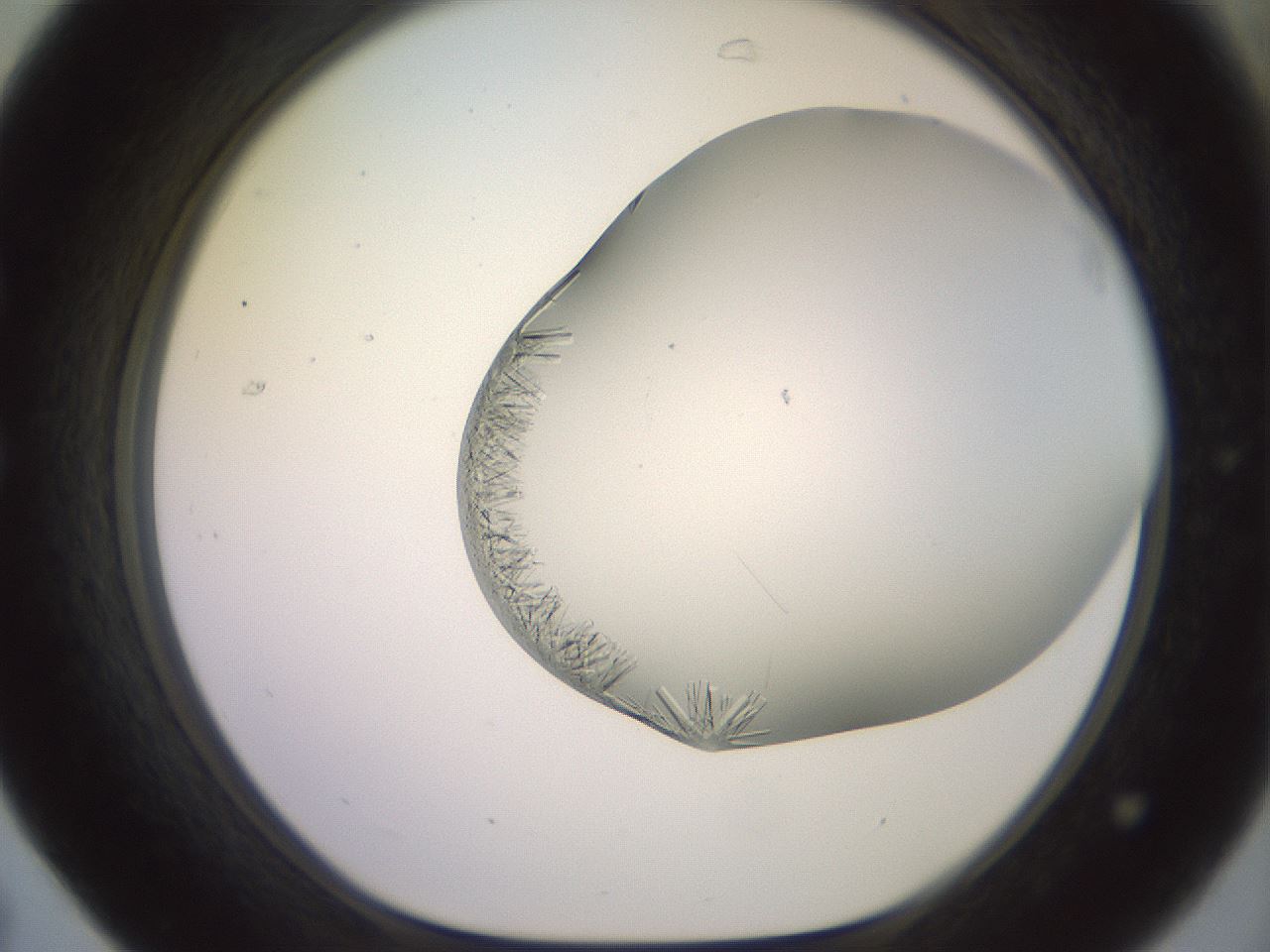 folderID559_plateID2559_batchID12940_wellNum31_profileID1_d1_r196005_ef.jpg