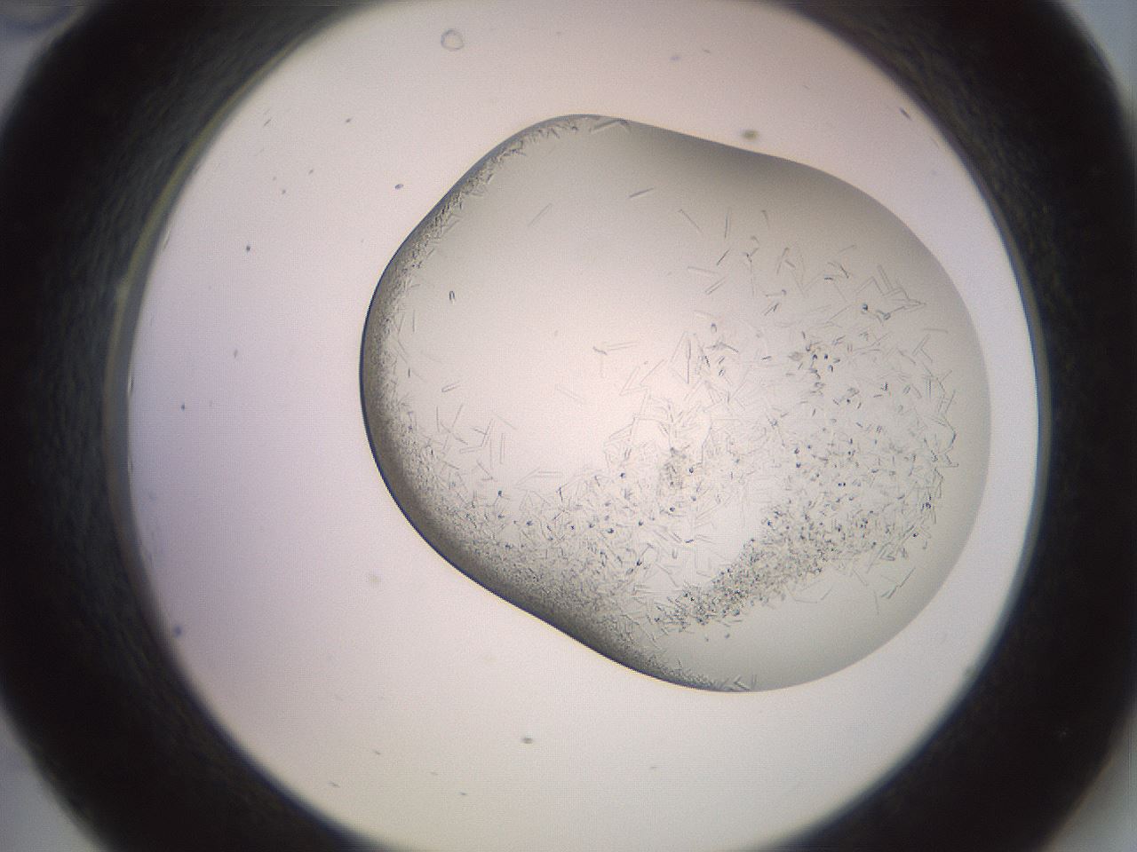 folderID559_plateID2559_batchID12940_wellNum34_profileID1_d2_r196012_ef.jpg