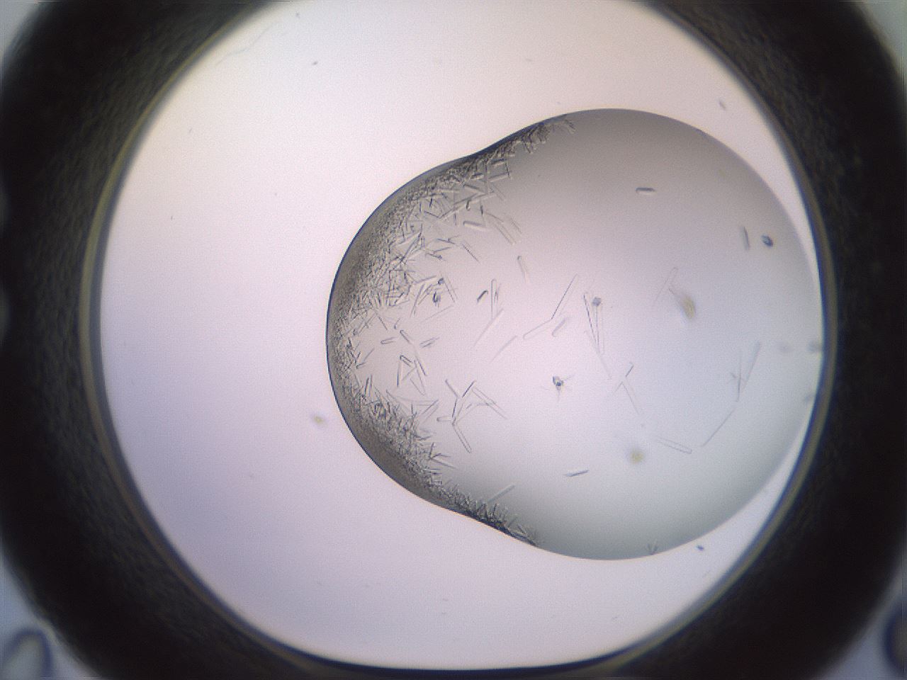 folderID559_plateID2559_batchID12940_wellNum35_profileID1_d1_r196013_ef.jpg