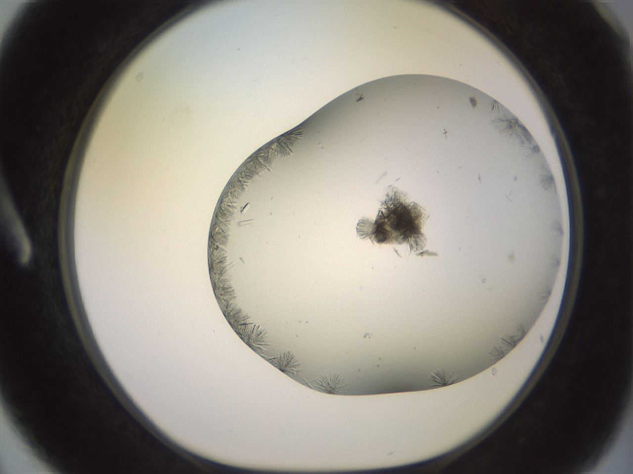folderID559_plateID2559_batchID12940_wellNum3_profileID1_d1_r195949_ef.jpg