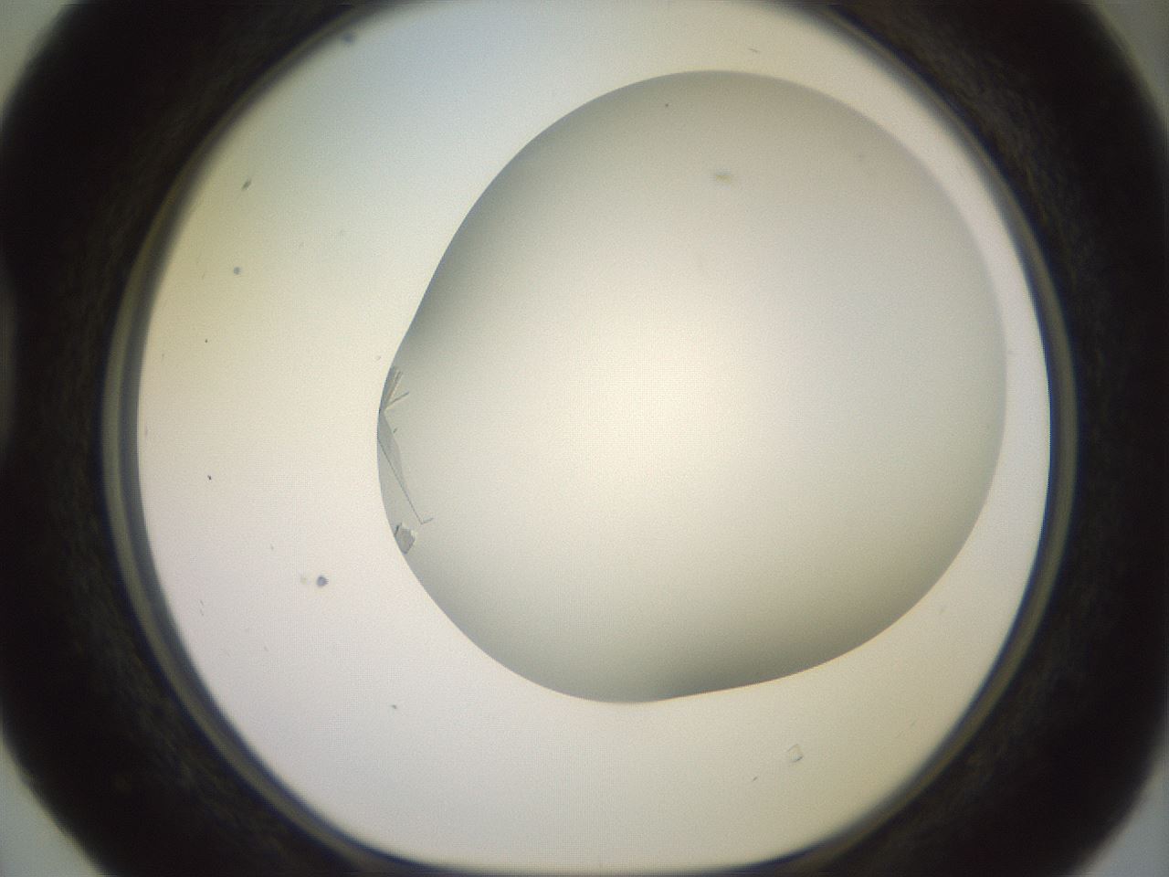 folderID559_plateID2559_batchID12940_wellNum40_profileID1_d1_r196023_ef.jpg