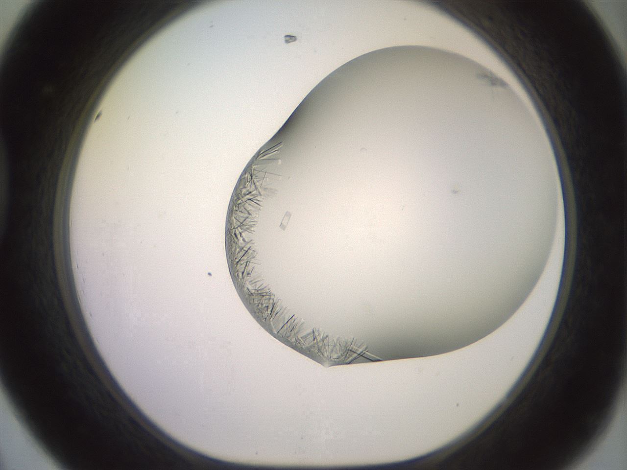 folderID559_plateID2559_batchID12940_wellNum44_profileID1_d1_r196031_ef.jpg