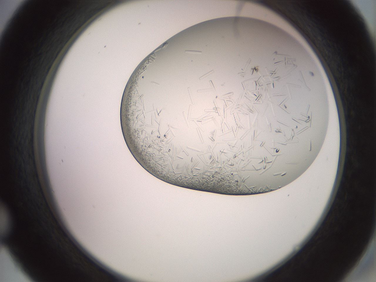 folderID559_plateID2559_batchID12940_wellNum45_profileID1_d2_r196034_ef.jpg