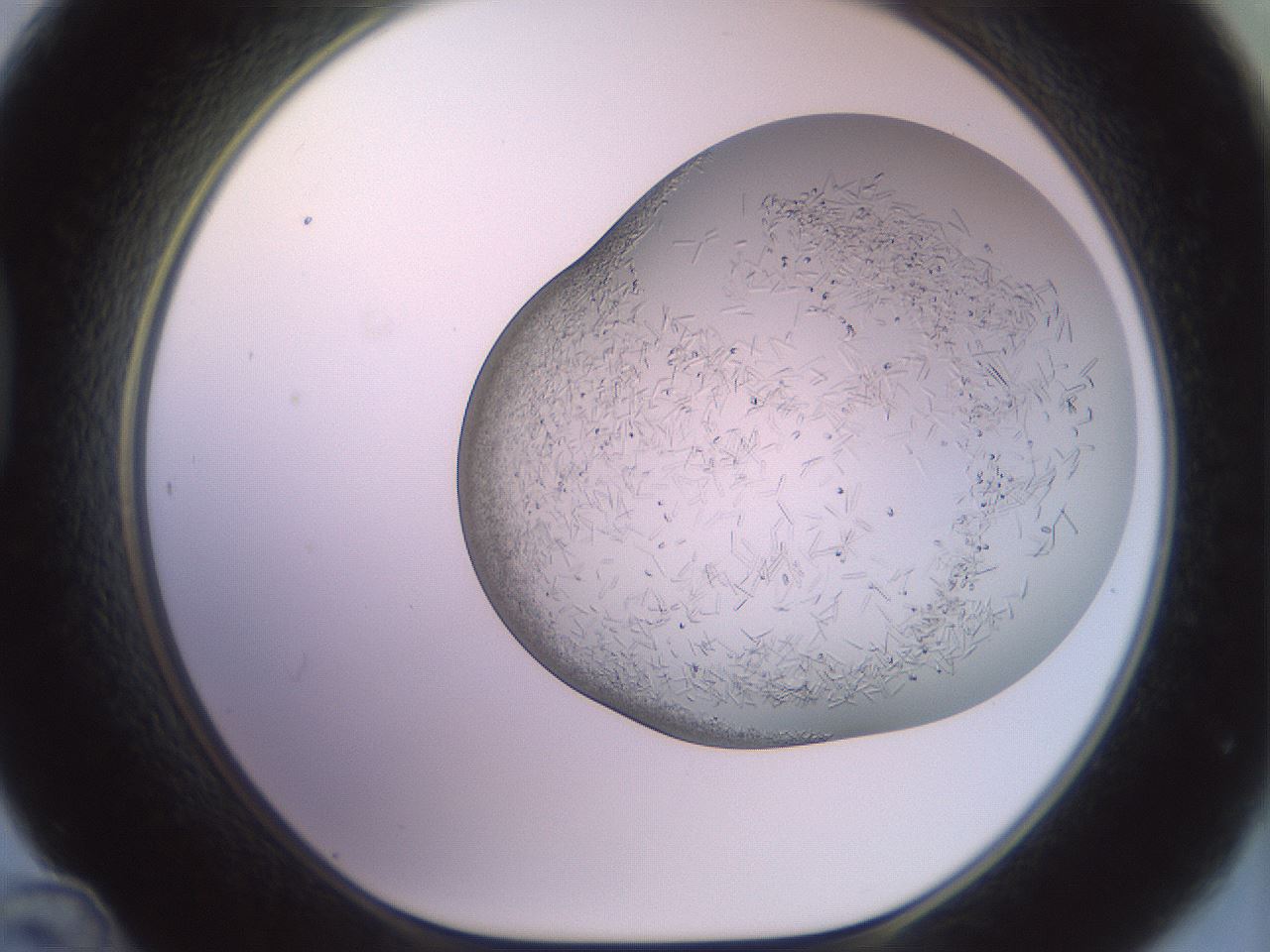 folderID559_plateID2559_batchID12940_wellNum48_profileID1_d1_r196039_ef.jpg