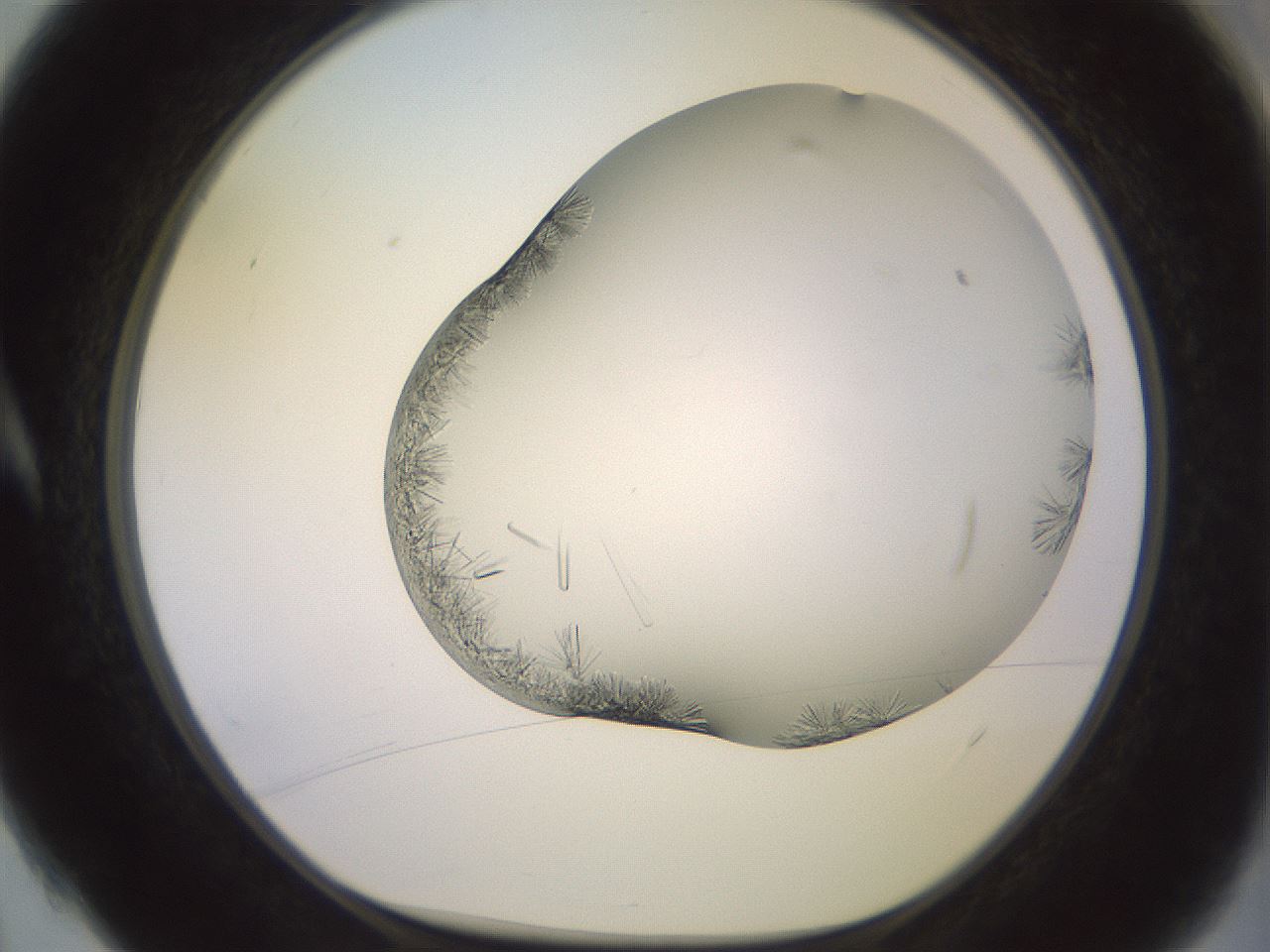 folderID559_plateID2559_batchID12940_wellNum4_profileID1_d1_r195951_ef.jpg