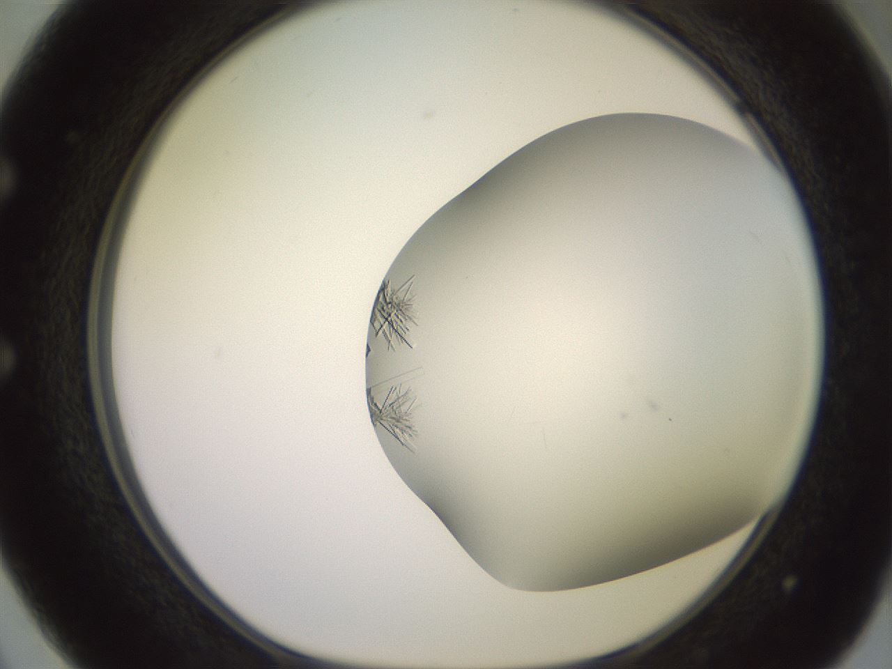 folderID559_plateID2559_batchID12940_wellNum50_profileID1_d1_r196043_ef.jpg