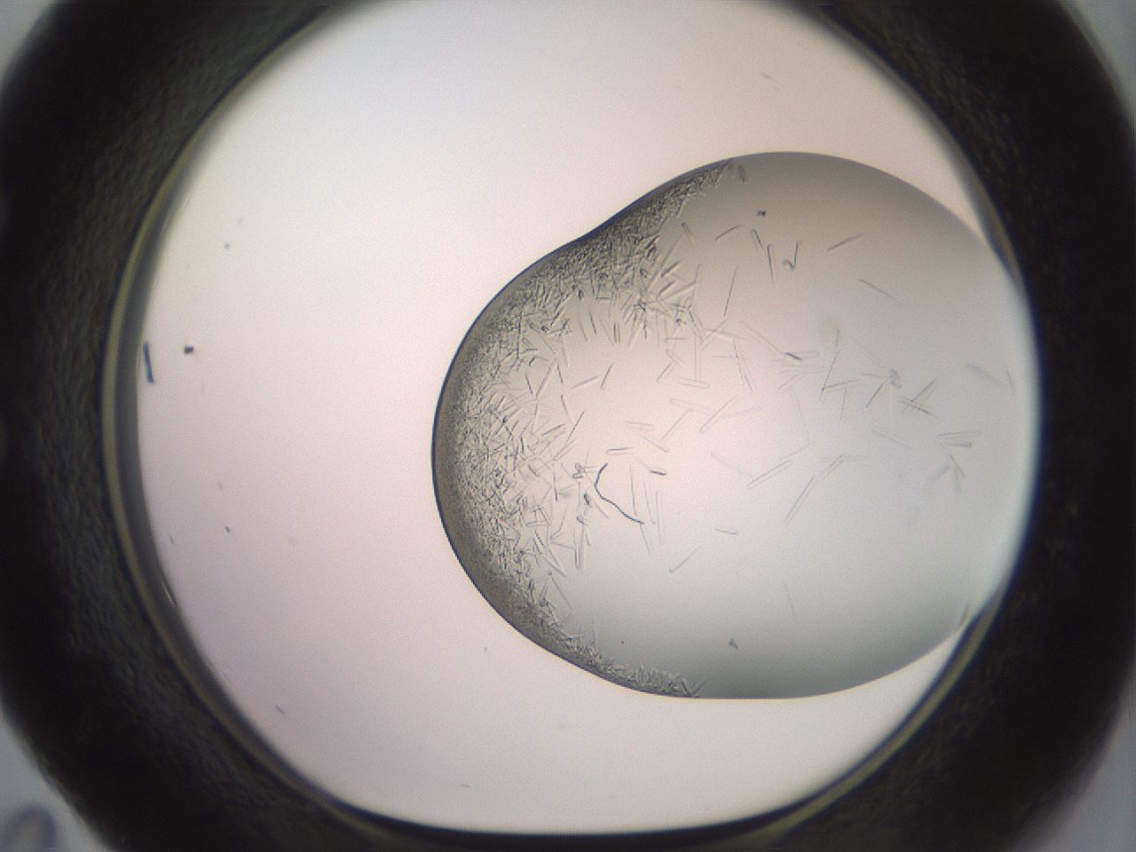 folderID559_plateID2559_batchID12940_wellNum59_profileID1_d1_r196061_ef.jpg