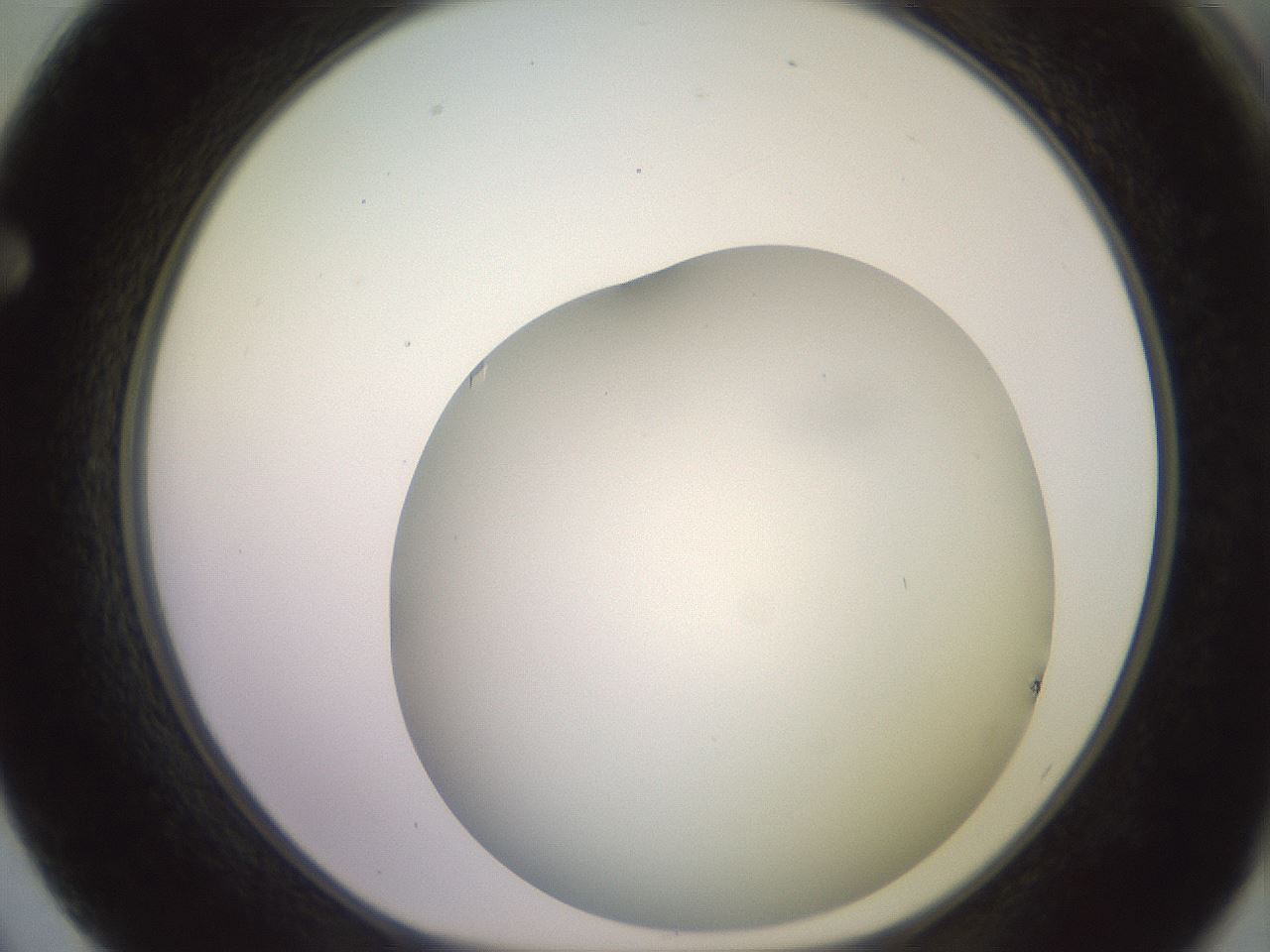 folderID559_plateID2559_batchID12940_wellNum62_profileID1_d1_r196067_ef.jpg