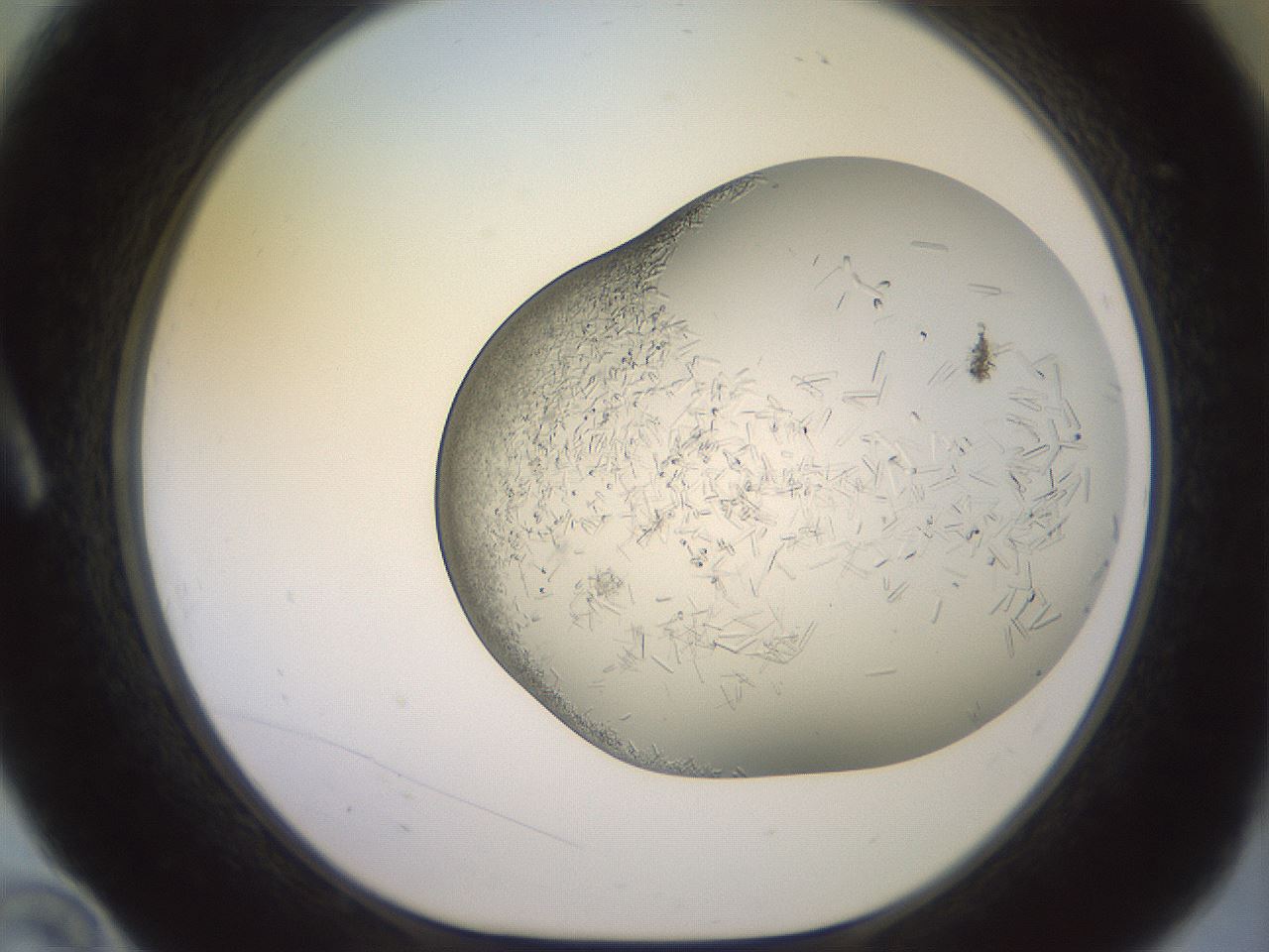 folderID559_plateID2559_batchID12940_wellNum10_profileID1_d1_r195963_ef.jpg