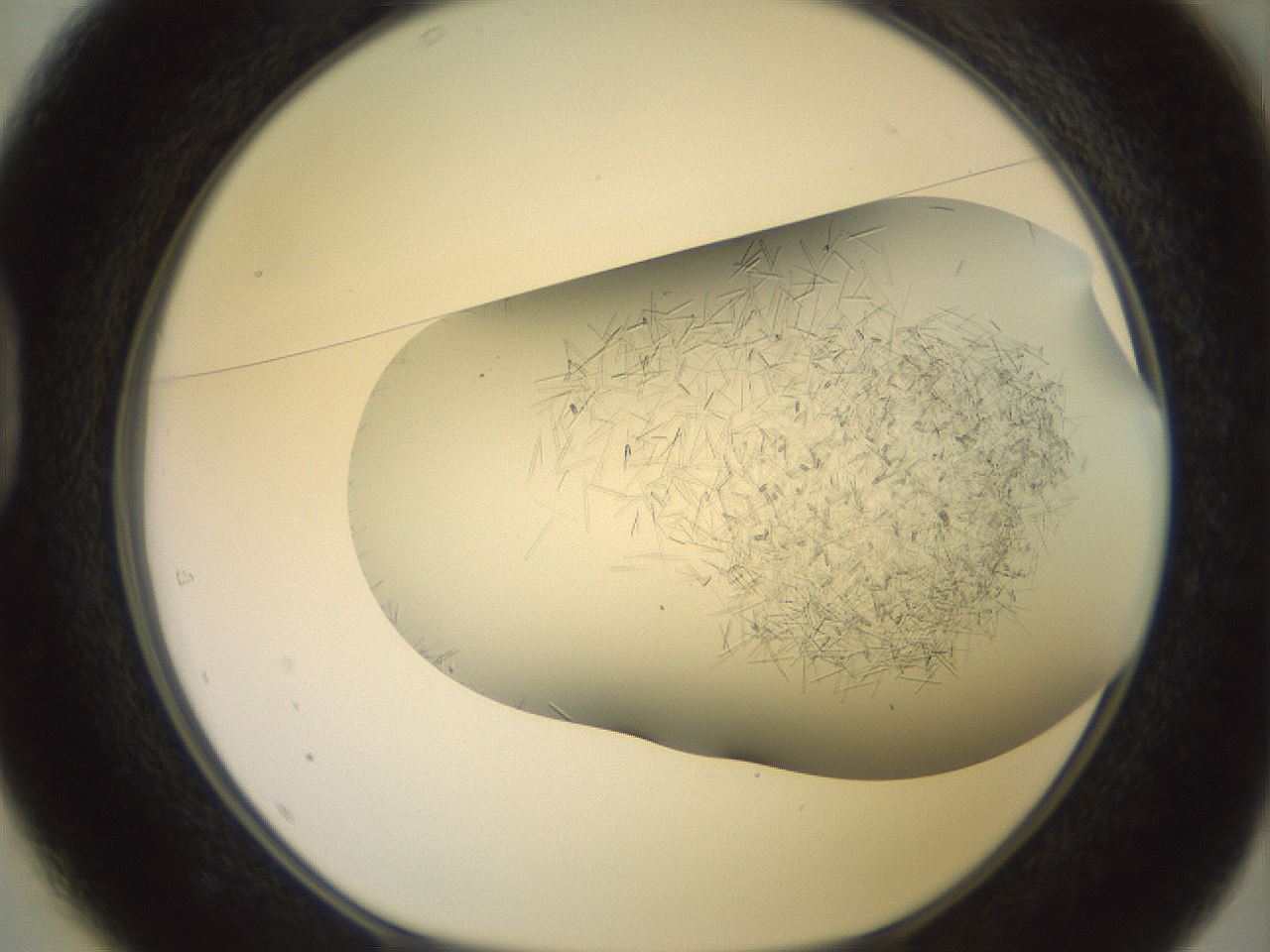 folderID559_plateID2559_batchID12940_wellNum37_profileID1_d1_r196017_ef.jpg
