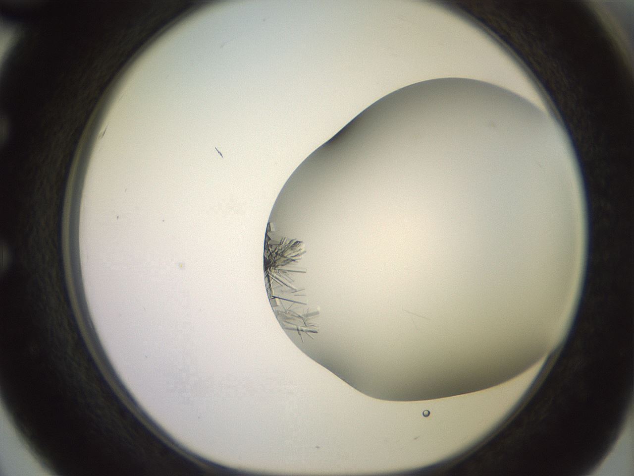 folderID559_plateID2559_batchID12940_wellNum51_profileID1_d1_r196045_ef.jpg
