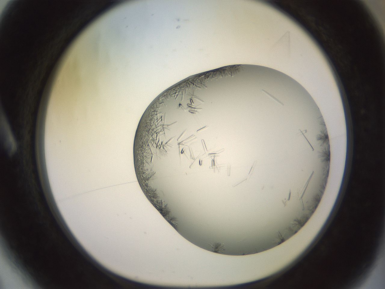 folderID559_plateID2559_batchID12940_wellNum6_profileID1_d1_r195955_ef.jpg