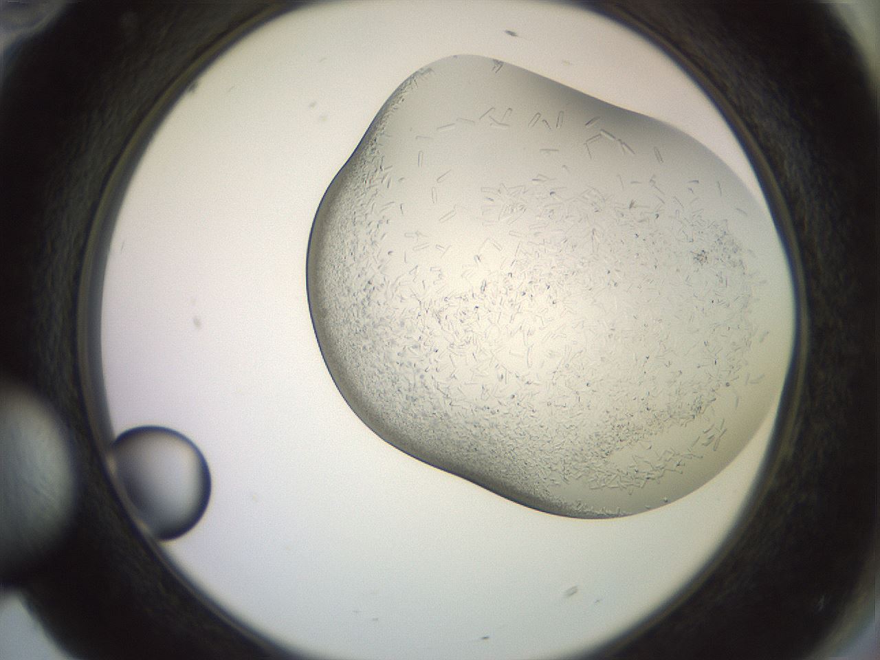 folderID559_plateID2559_batchID12940_wellNum70_profileID1_d2_r196084_ef.jpg