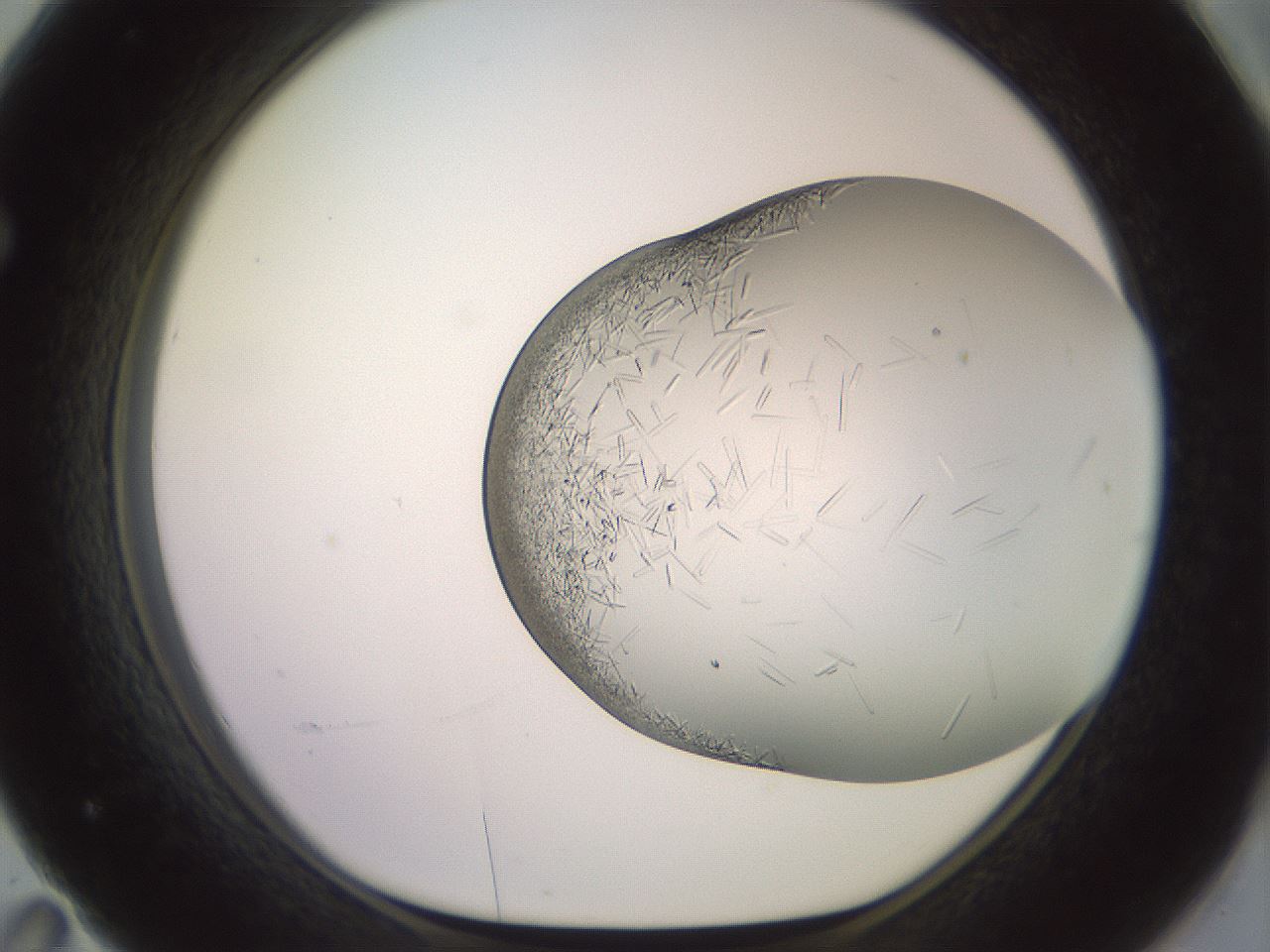 folderID559_plateID2559_batchID12940_wellNum71_profileID1_d1_r196085_ef.jpg