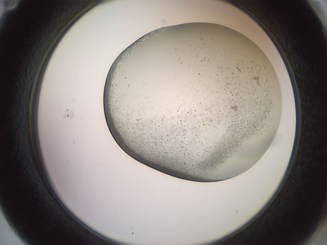folderID559_plateID2559_batchID12940_wellNum71_profileID1_d2_r196086_ef.jpg