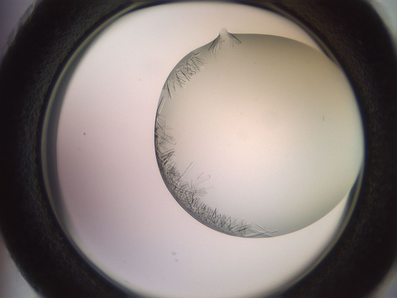 folderID559_plateID2559_batchID12940_wellNum73_profileID1_d2_r196090_ef.jpg