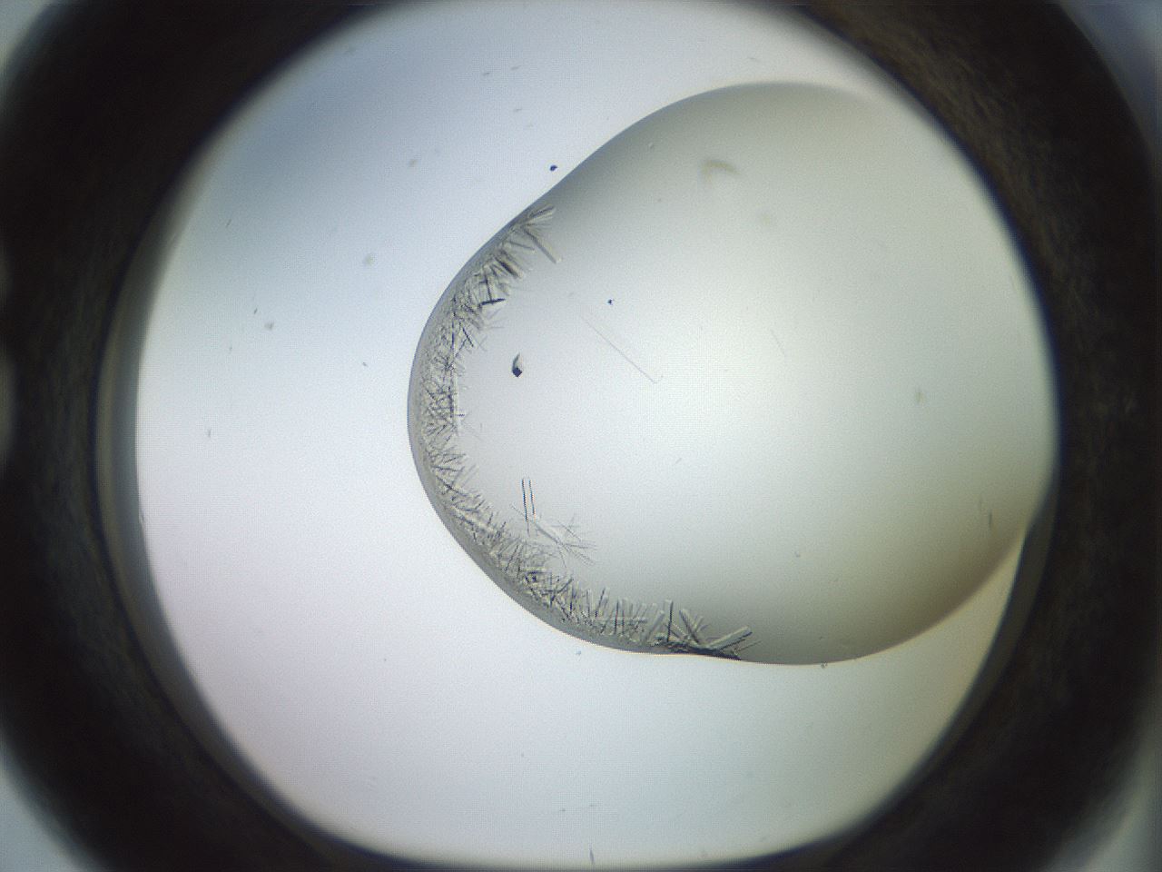 folderID559_plateID2559_batchID12940_wellNum80_profileID1_d1_r196103_ef.jpg
