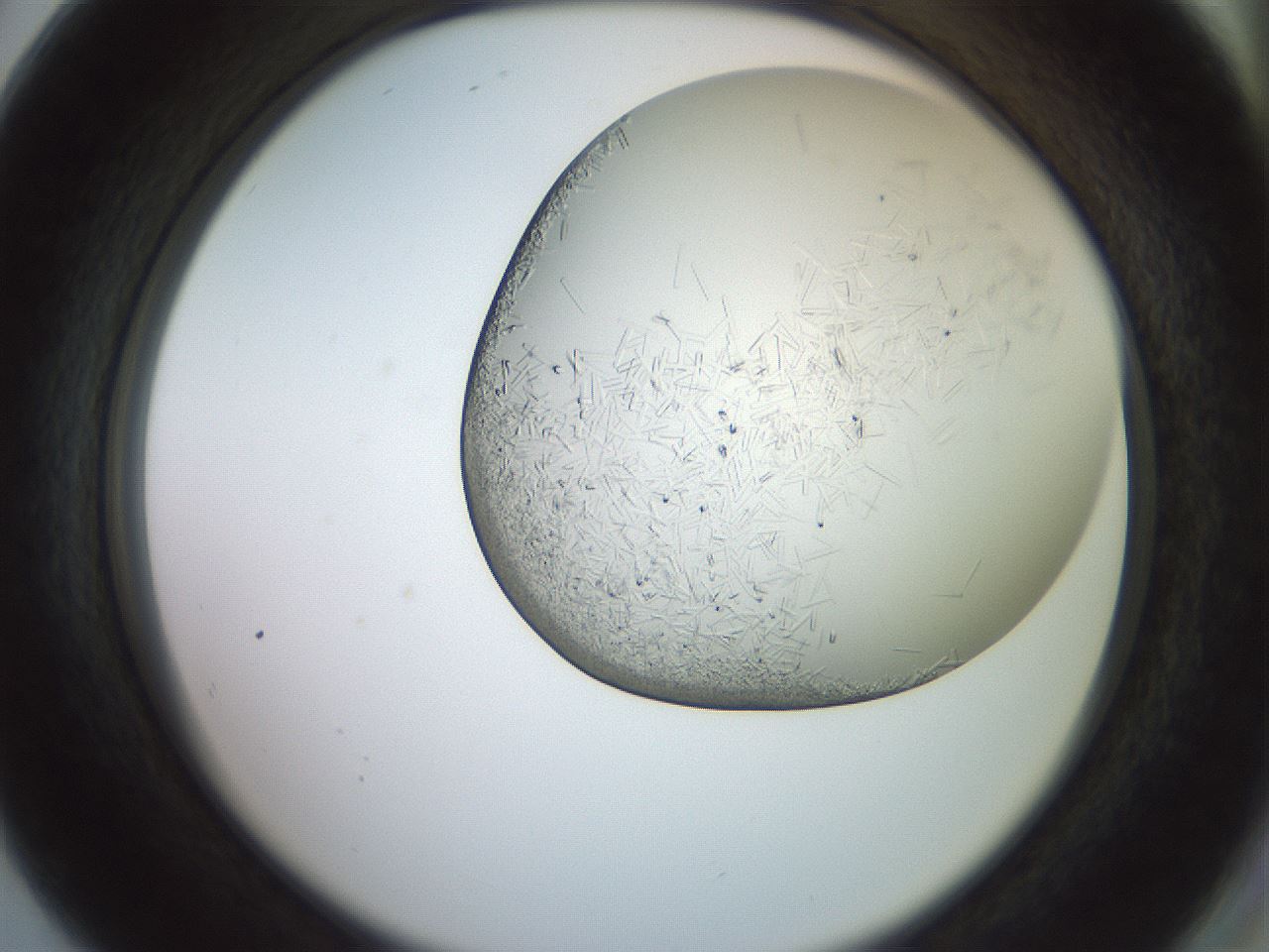 folderID559_plateID2559_batchID12940_wellNum80_profileID1_d2_r196104_ef.jpg
