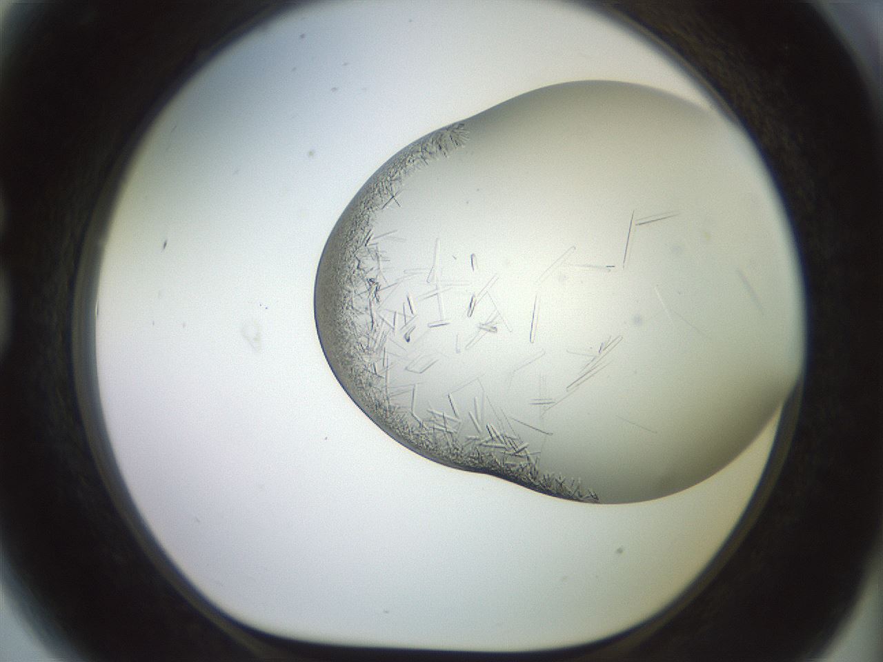 folderID559_plateID2559_batchID12940_wellNum81_profileID1_d1_r196105_ef.jpg