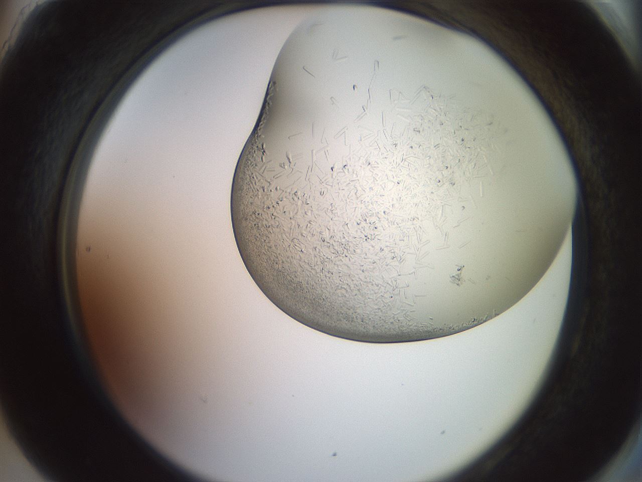 folderID559_plateID2559_batchID12940_wellNum90_profileID1_d2_r196124_ef.jpg