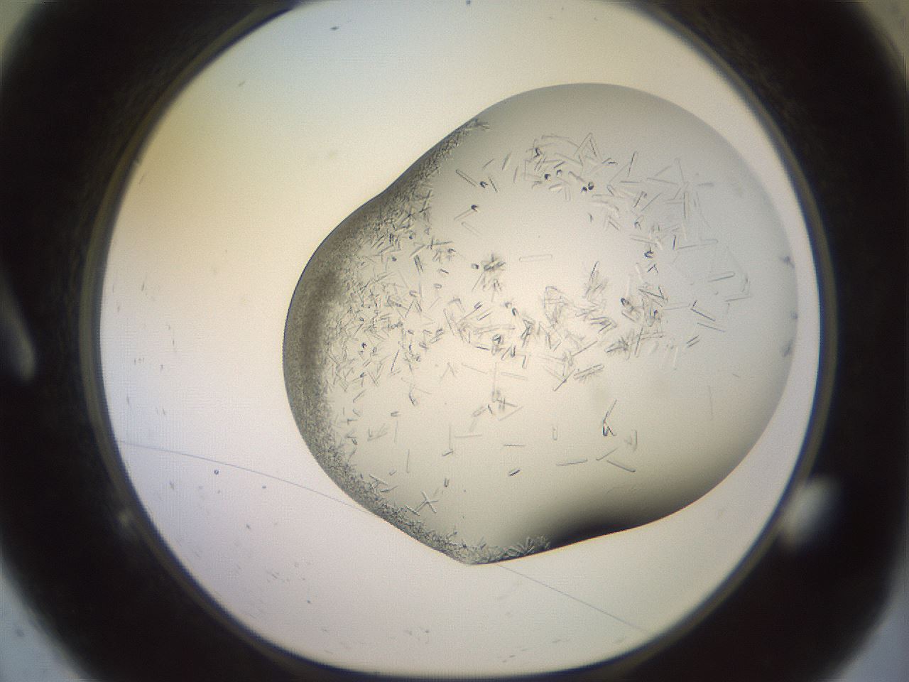 folderID559_plateID2559_batchID12940_wellNum9_profileID1_d1_r195961_ef.jpg