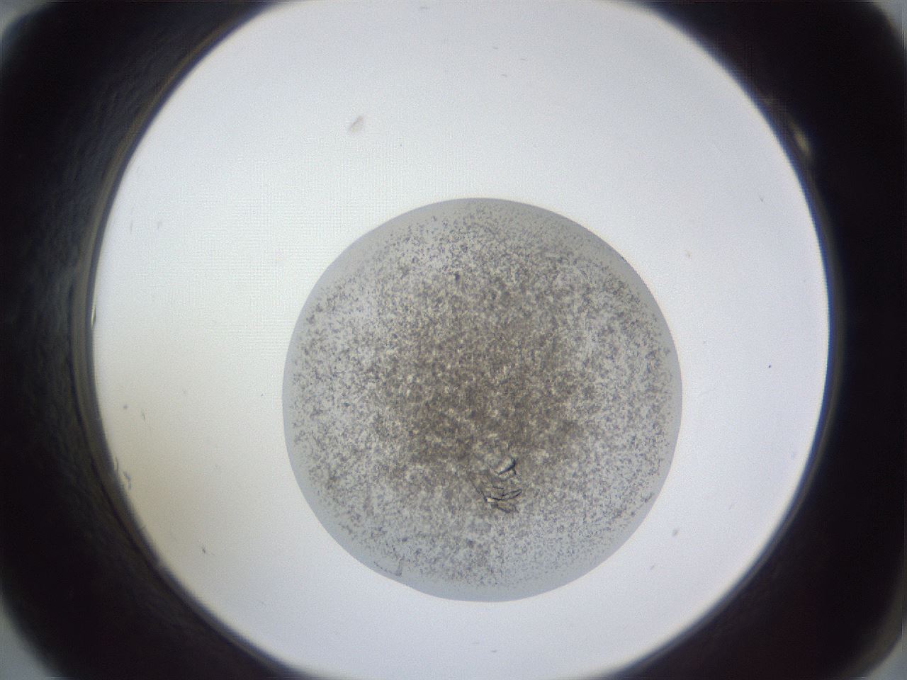 folderID55_plateID1055_batchID2210_wellNum10_profileID1_d2_r47850_ef.jpg