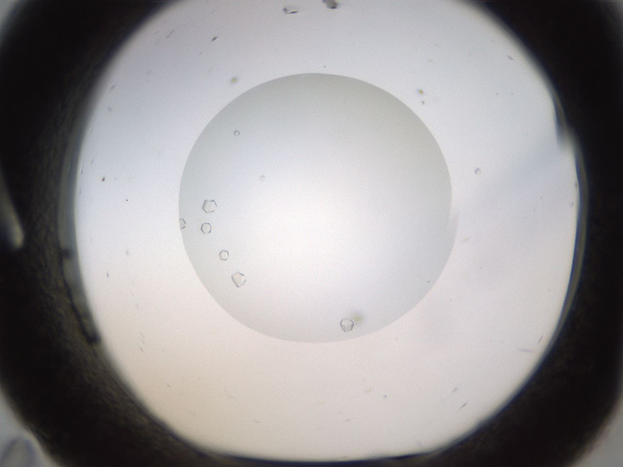 folderID562_plateID1562_batchID6303_wellNum11_profileID1_d1_r101374_ef.jpg