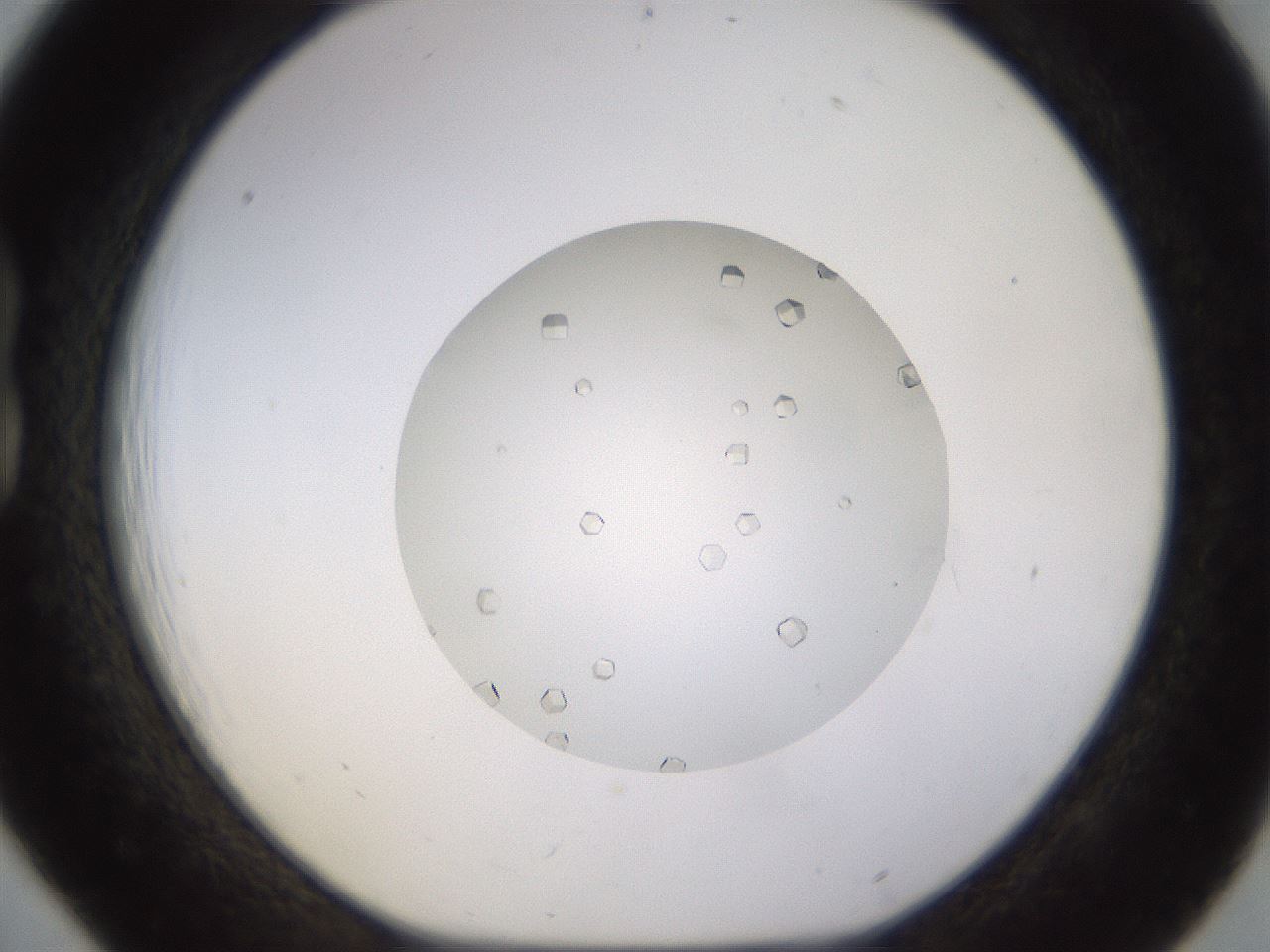 folderID562_plateID1562_batchID6303_wellNum18_profileID1_d1_r101381_ef.jpg