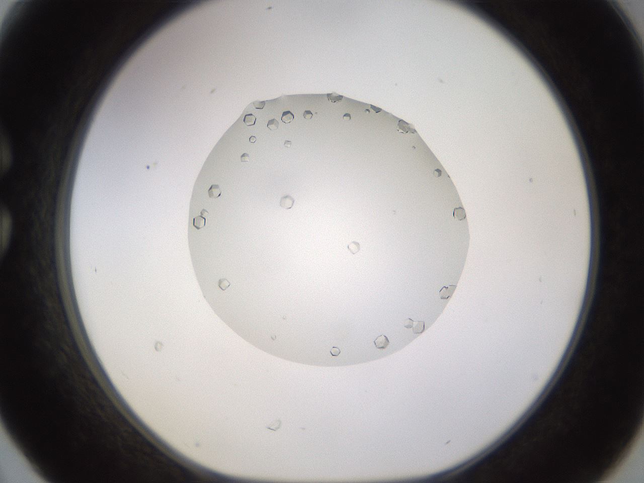 folderID562_plateID1562_batchID6303_wellNum30_profileID1_d1_r101393_ef.jpg