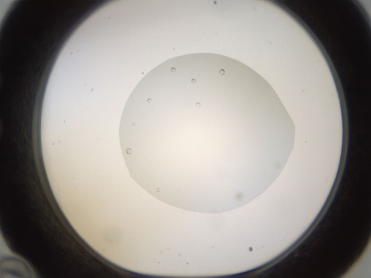 folderID562_plateID1562_batchID6303_wellNum34_profileID1_d1_r101397_ef.jpg