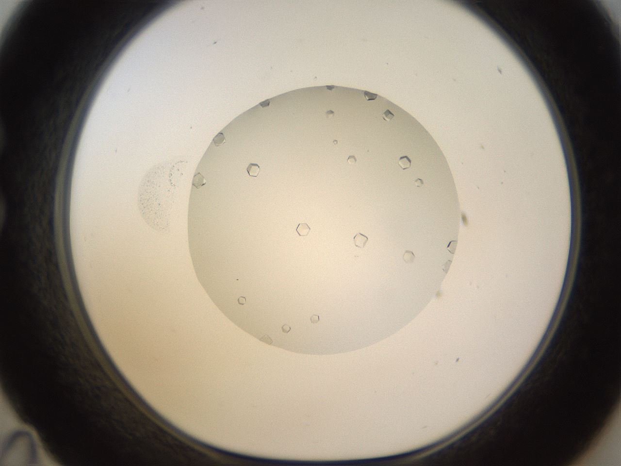 folderID562_plateID1562_batchID6303_wellNum35_profileID1_d1_r101398_ef.jpg