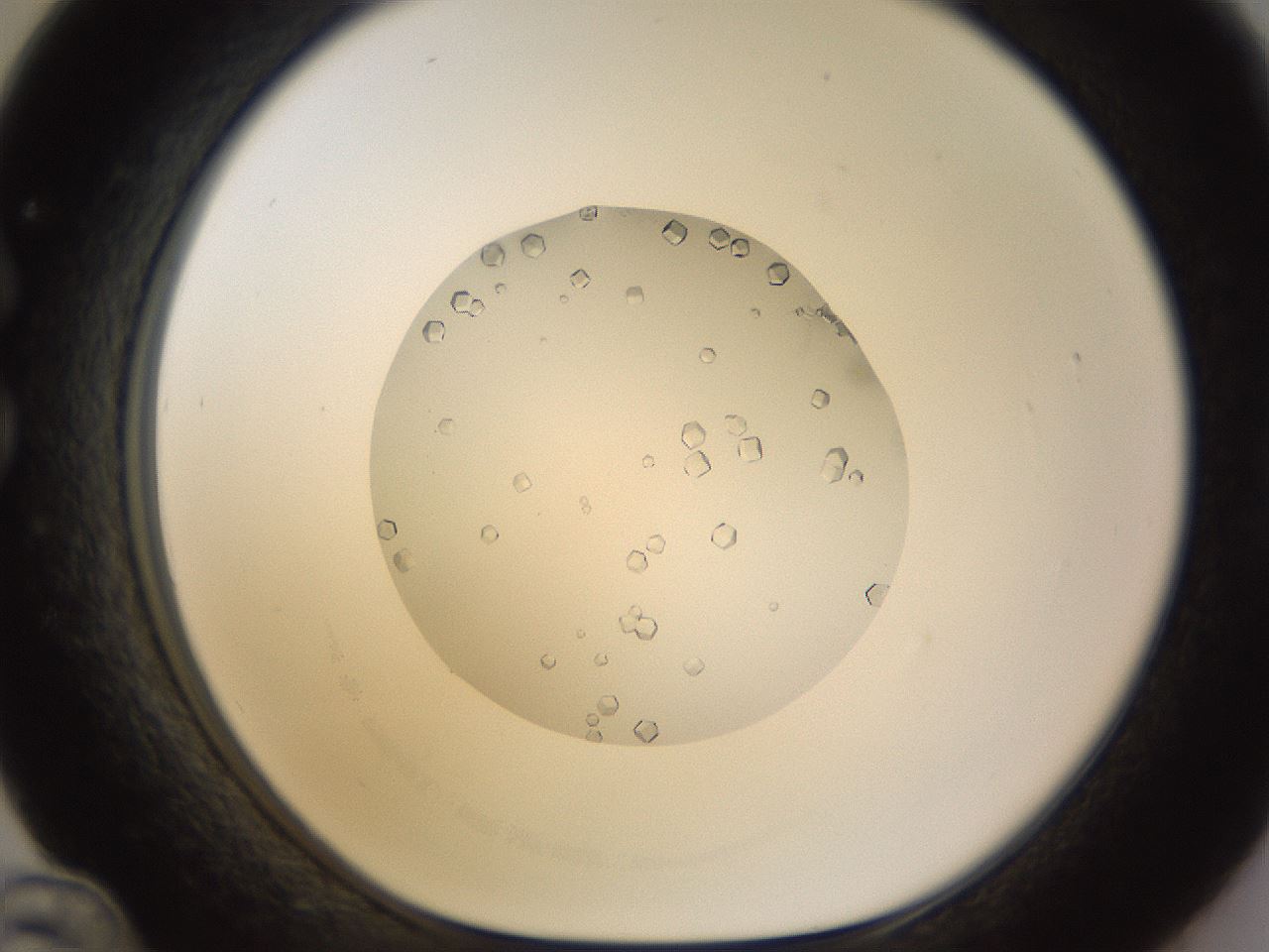 folderID562_plateID1562_batchID6303_wellNum36_profileID1_d1_r101399_ef.jpg