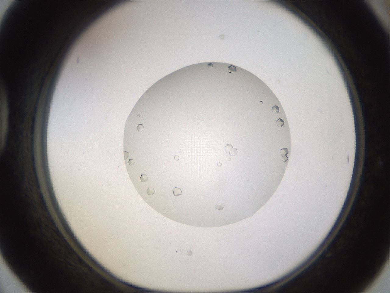 folderID562_plateID1562_batchID6303_wellNum42_profileID1_d1_r101405_ef.jpg