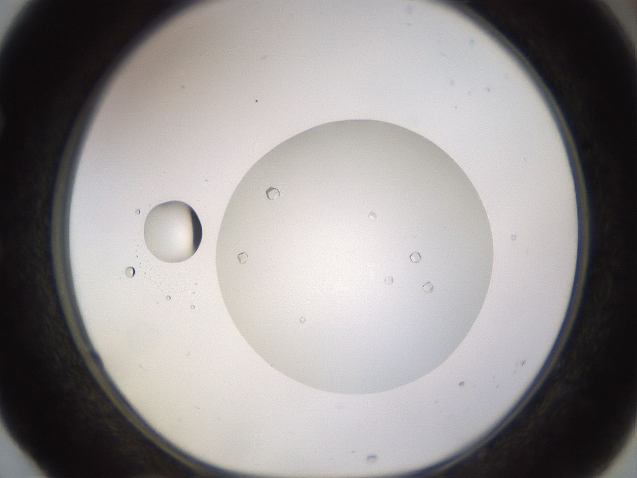 folderID562_plateID1562_batchID6303_wellNum52_profileID1_d1_r101415_ef.jpg