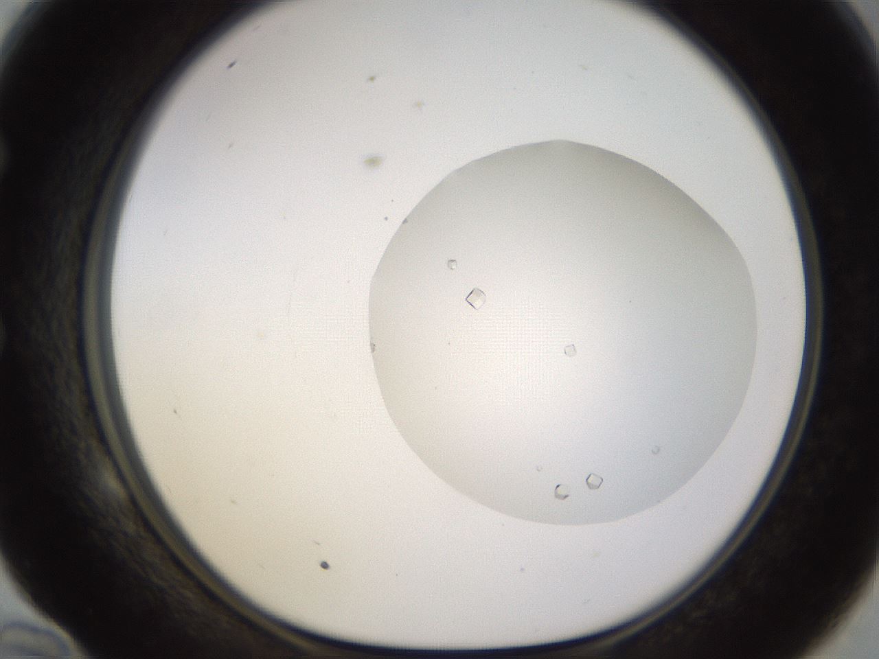 folderID562_plateID1562_batchID6303_wellNum58_profileID1_d1_r101421_ef.jpg