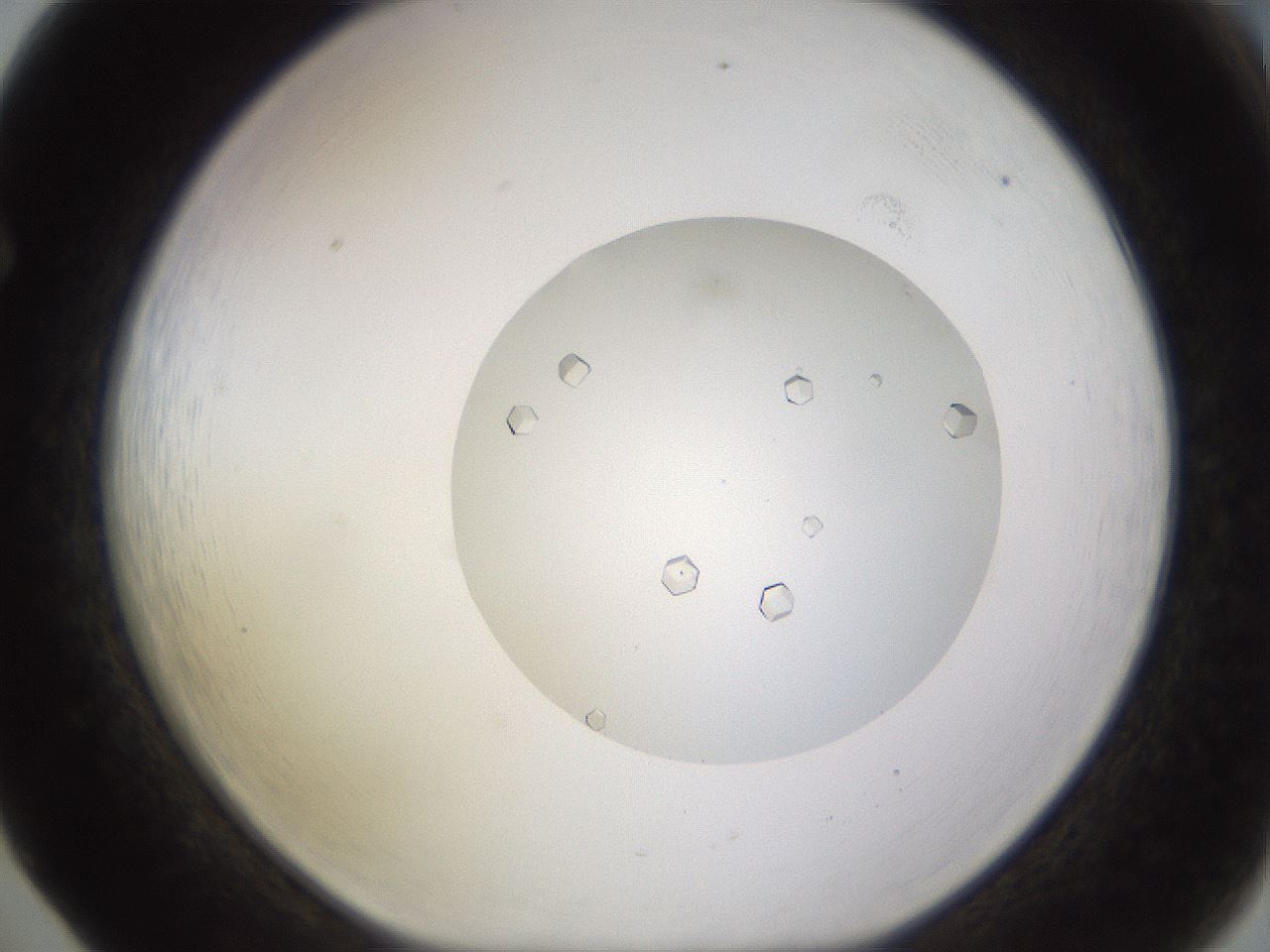 folderID562_plateID1562_batchID6303_wellNum65_profileID1_d1_r101428_ef.jpg