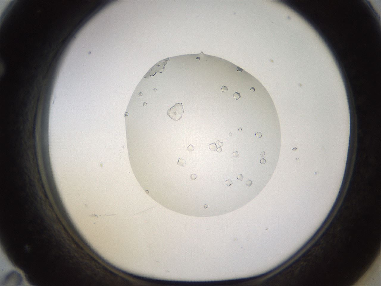 folderID562_plateID1562_batchID6303_wellNum71_profileID1_d1_r101434_ef.jpg