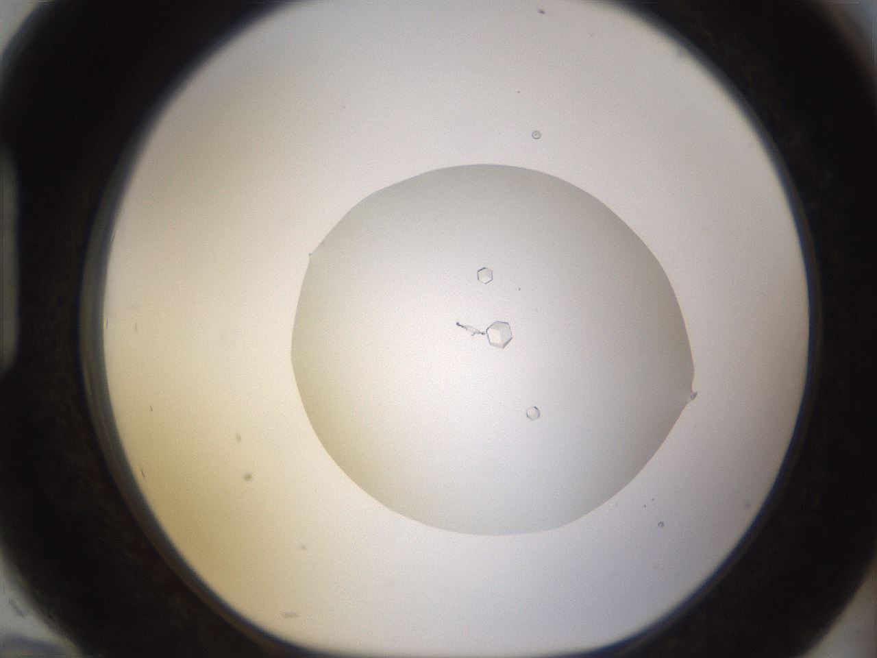 folderID562_plateID1562_batchID6303_wellNum94_profileID1_d1_r101457_ef.jpg