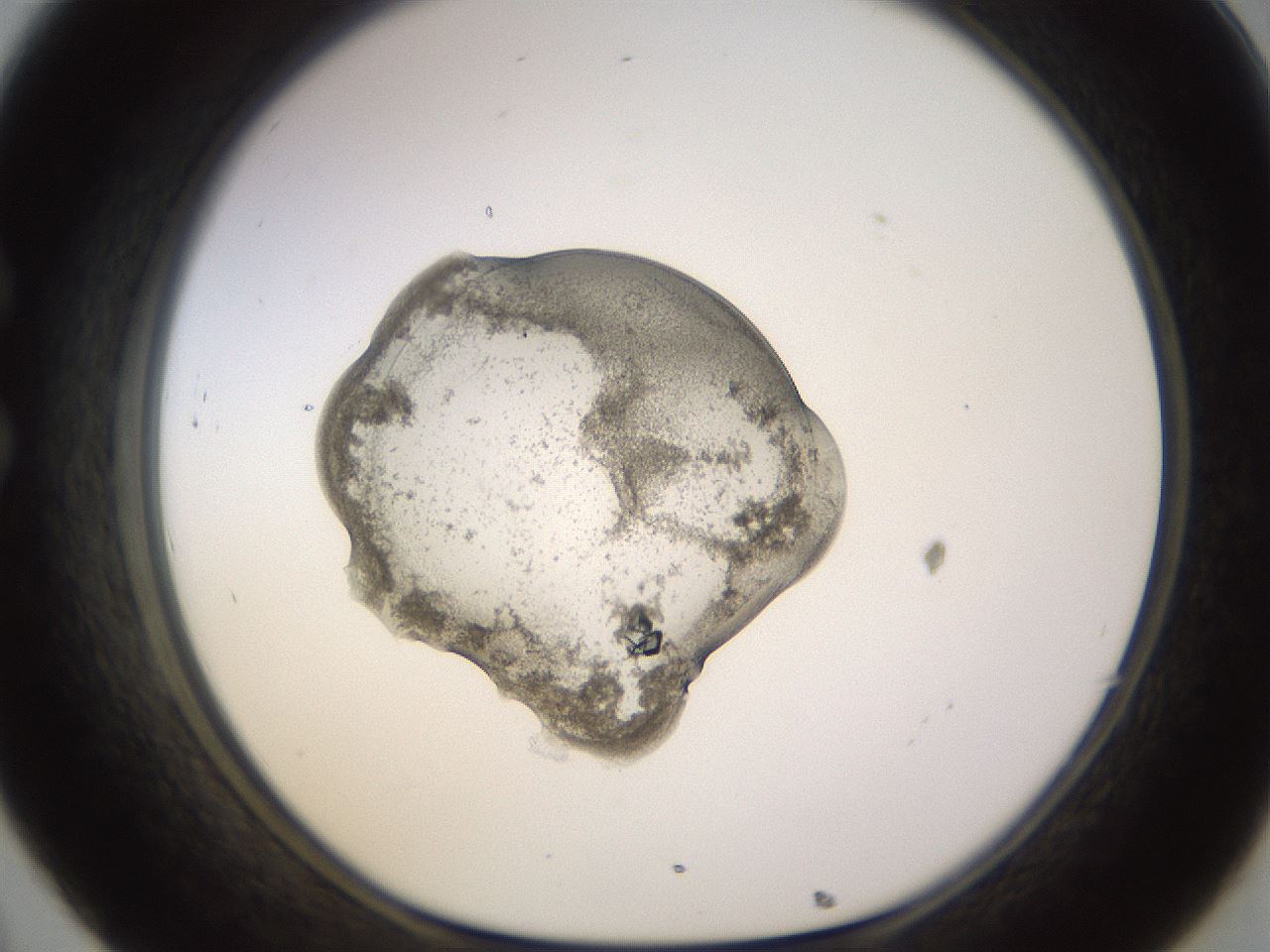 folderID564_plateID1564_batchID6311_wellNum32_profileID1_d1_r101906_ef.jpg