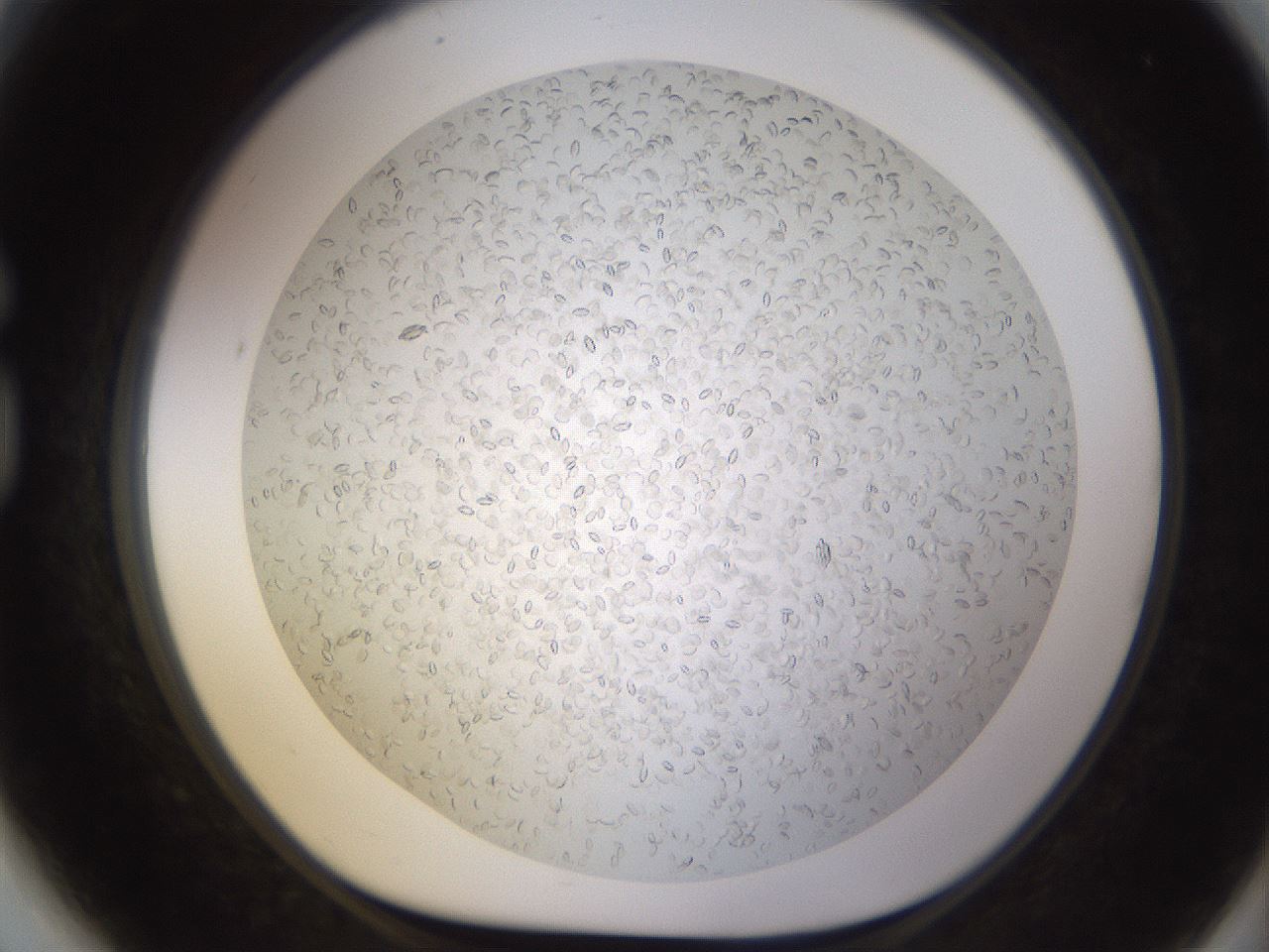 folderID571_plateID1571_batchID6366_wellNum81_profileID1_d1_r102623_ef.jpg