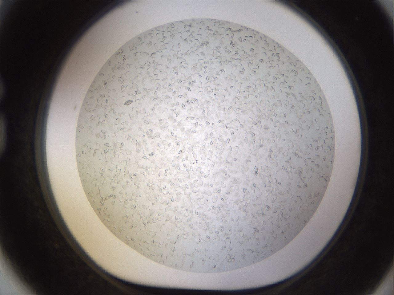 folderID571_plateID1571_batchID6375_wellNum81_profileID1_d1_r102623_ef.jpg