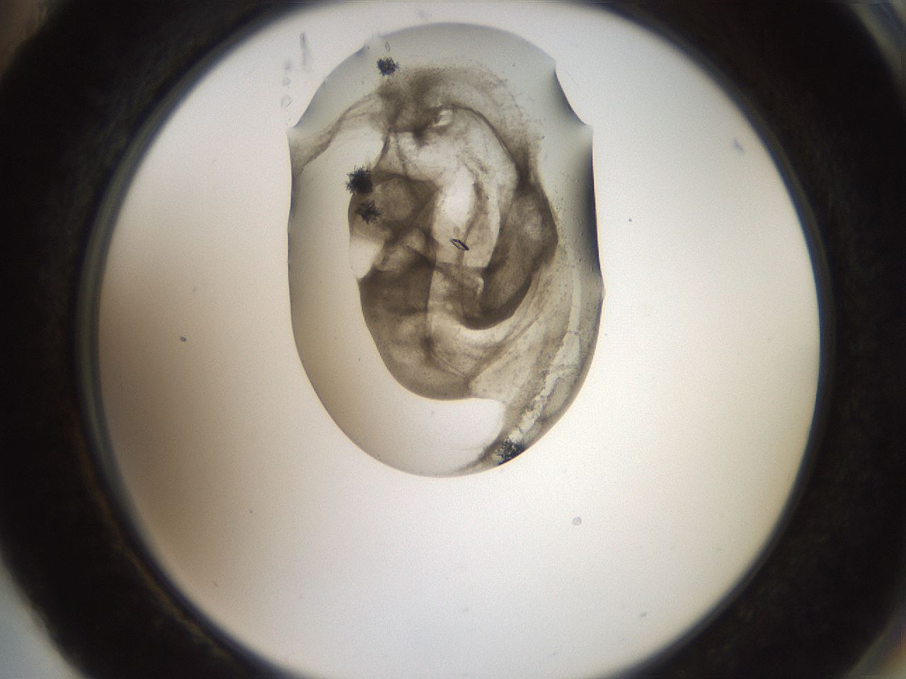 folderID571_plateID2571_batchID12928_wellNum88_profileID1_d2_r196504_ef.jpg