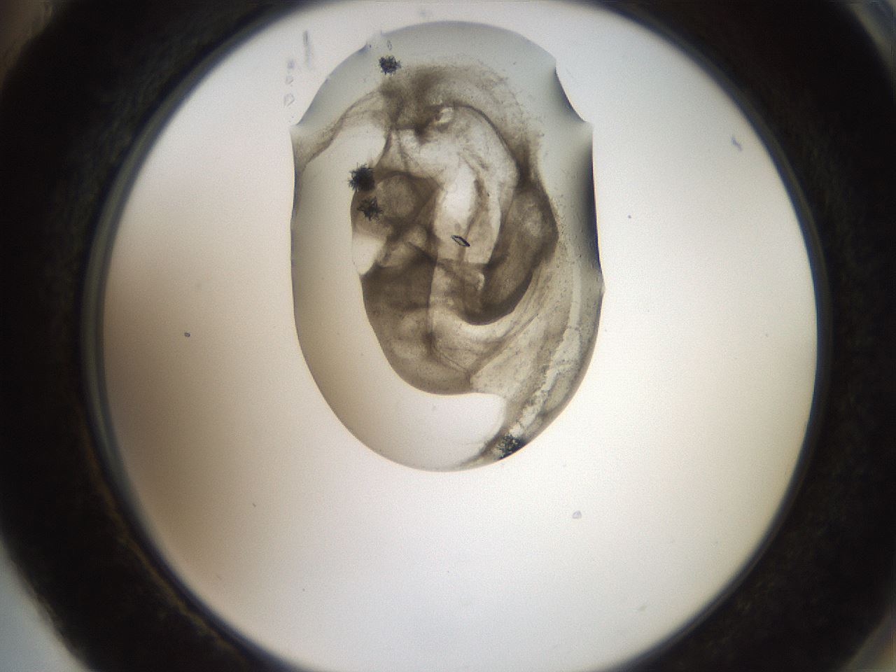 folderID571_plateID2571_batchID13026_wellNum88_profileID1_d2_r196504_ef.jpg