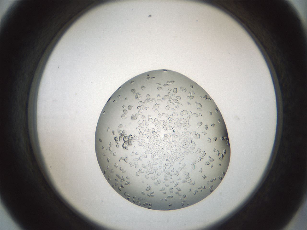 folderID580_plateID1580_batchID6451_wellNum56_profileID1_d2_r104190_ef.jpg