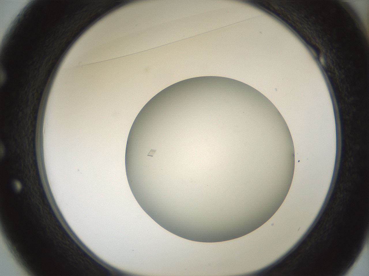 folderID580_plateID1580_batchID6462_wellNum49_profileID1_d1_r104175_ef.jpg