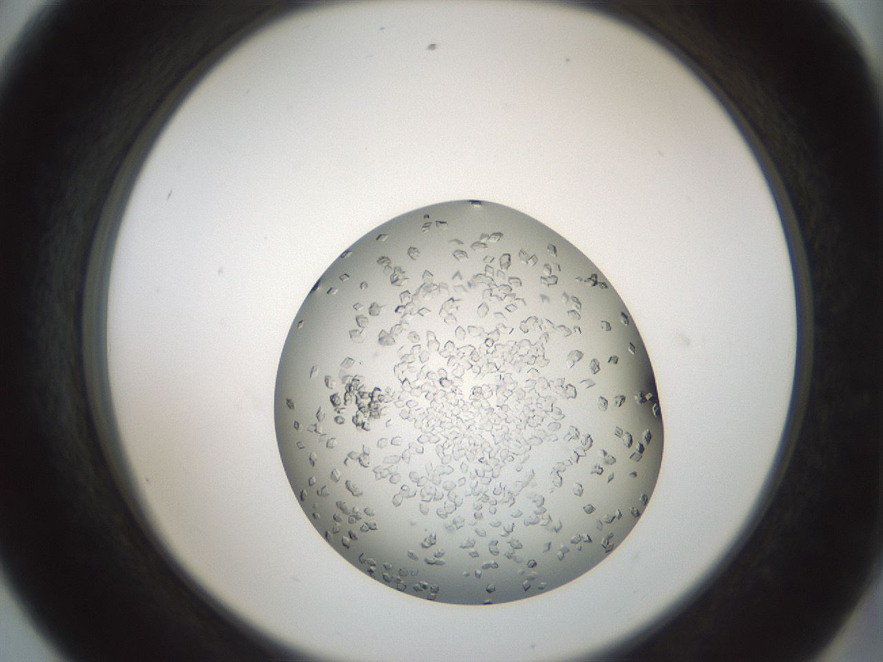 folderID580_plateID1580_batchID6462_wellNum56_profileID1_d2_r104190_ef.jpg