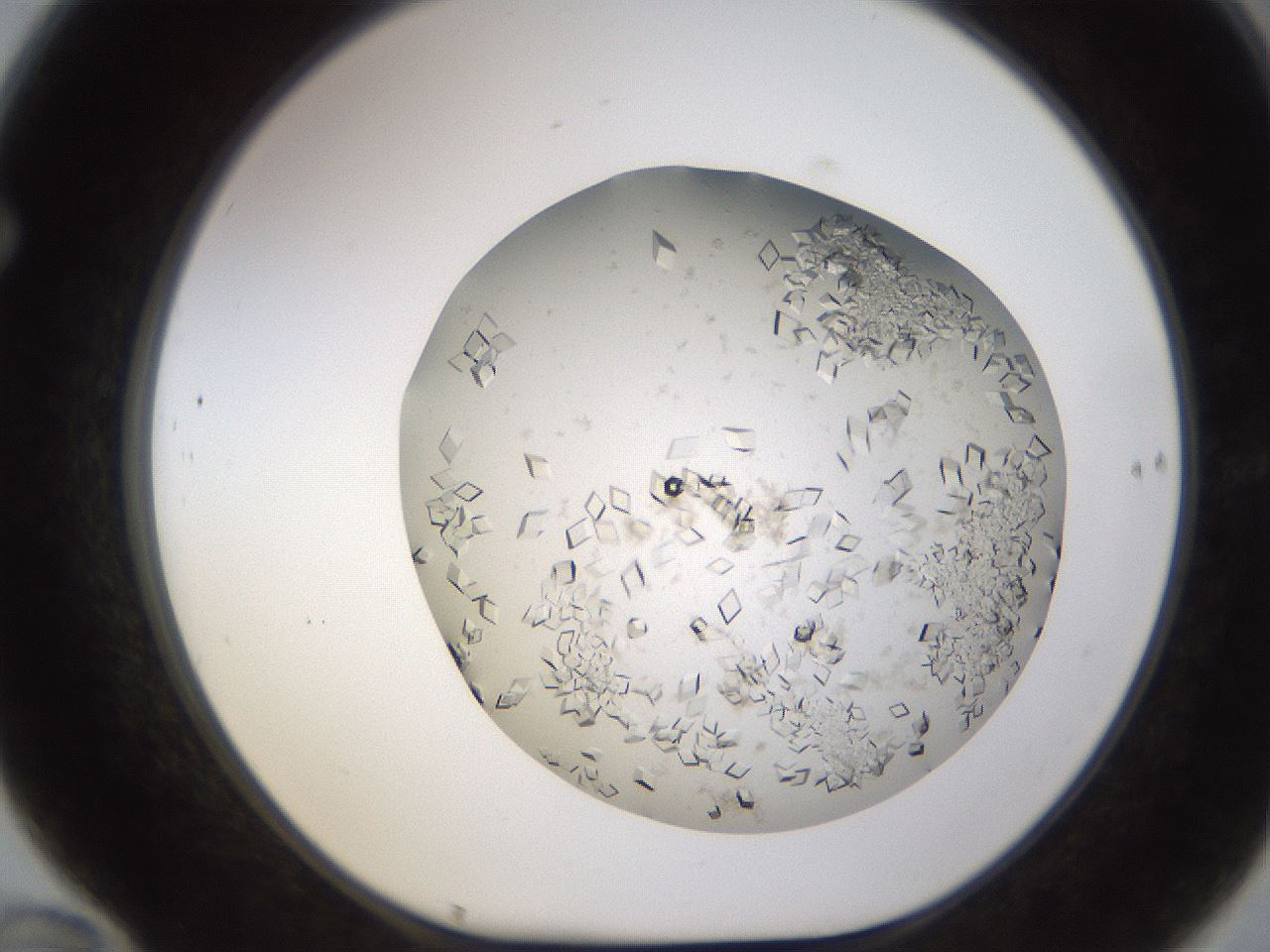 folderID581_plateID1581_batchID6449_wellNum70_profileID1_d1_r103833_ef.jpg