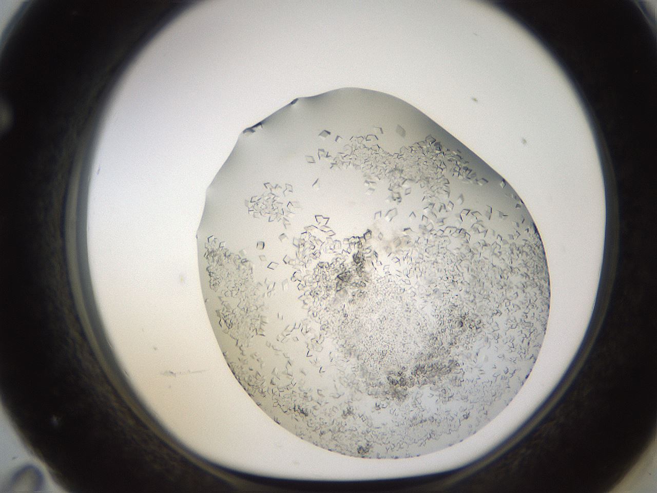folderID581_plateID1581_batchID6449_wellNum71_profileID1_d1_r103835_ef.jpg