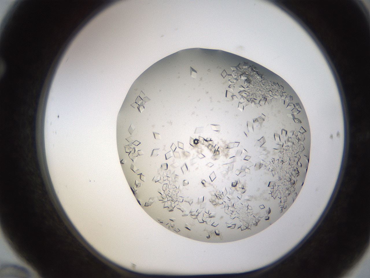 folderID581_plateID1581_batchID6460_wellNum70_profileID1_d1_r103833_ef.jpg